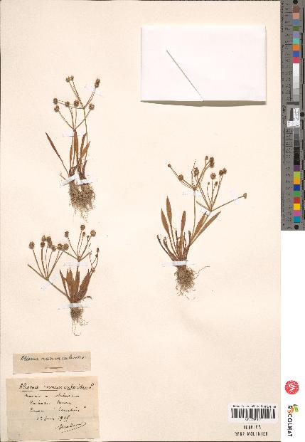 spécimen de Alisma ranunculoides