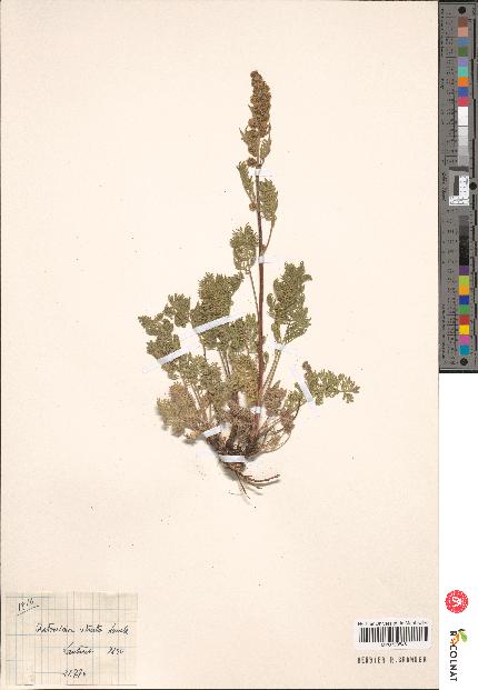 spécimen de Artemisia sp.