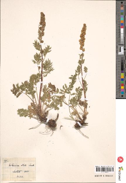 spécimen de Artemisia sp.