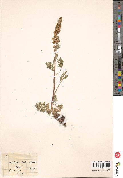 spécimen de Artemisia sp.