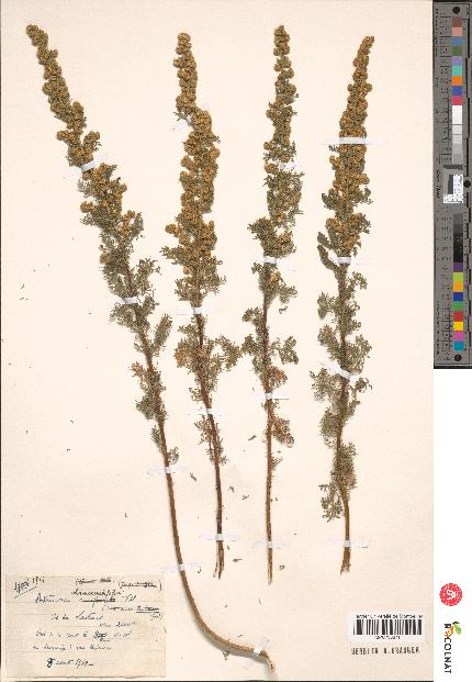 spécimen de Artemisia sp.