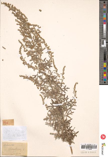 spécimen de Artemisia sp.