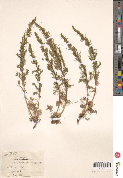 spécimen de Artemisia sp.