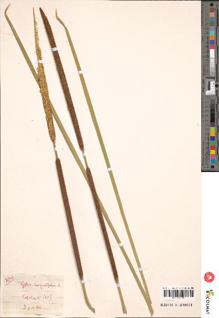 spécimen de Typha sp.