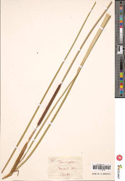 spécimen de Typha sp.
