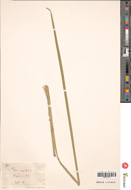 spécimen de Typha sp.
