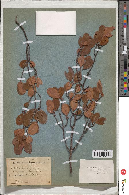 spécimen de Erythroxylum laurifolium