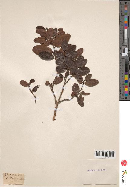 spécimen de Erythroxylum laurifolium