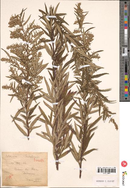 spécimen de Artemisia verlotiorum