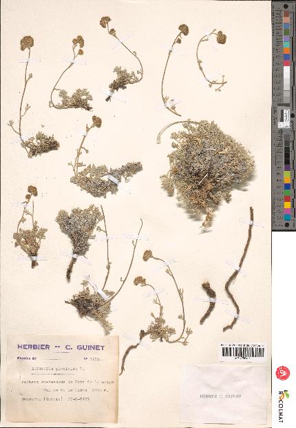 spécimen de Artemisia glacialis