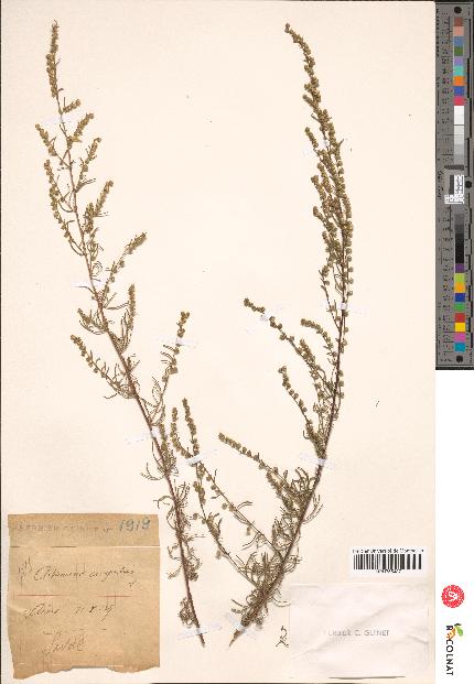 spécimen de Artemisia campestris