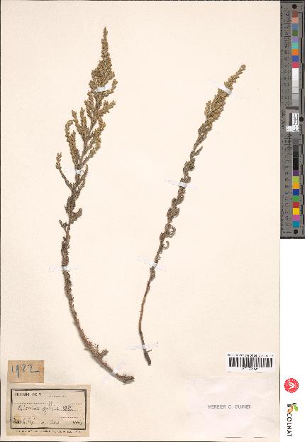 spécimen de Artemisia gallica