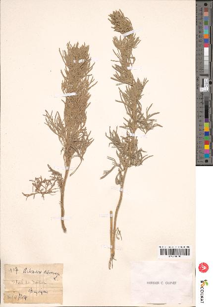 spécimen de Artemisia arborescens