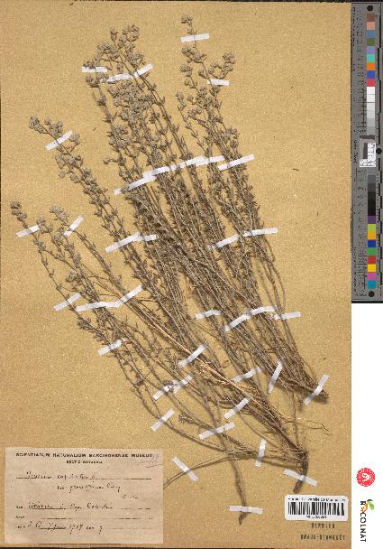 spécimen de Teucrium capitatum