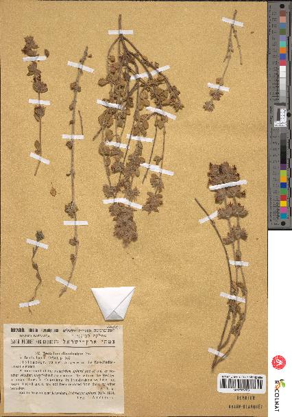 spécimen de Teucrium divaricatum