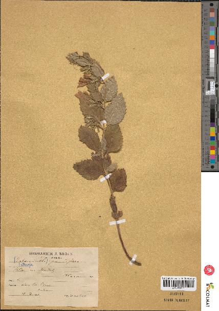 spécimen de Calamintha grandiflora