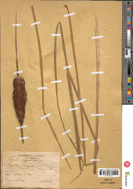 spécimen de Typha angustifolia