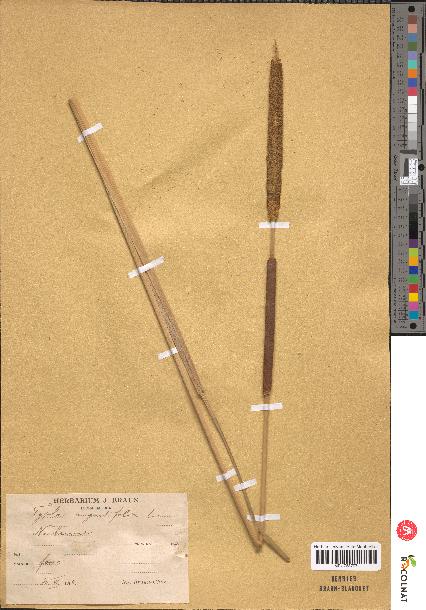 spécimen de Typha angustifolia