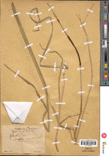 spécimen de Typha angustifolia