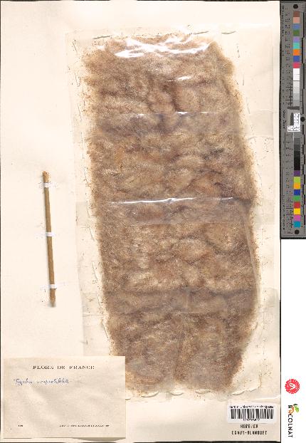 spécimen de Typha angustifolia