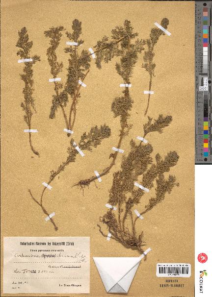 spécimen de Artemisia chamaemelifolia