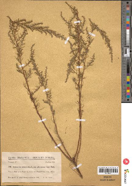 spécimen de Artemisia campestris