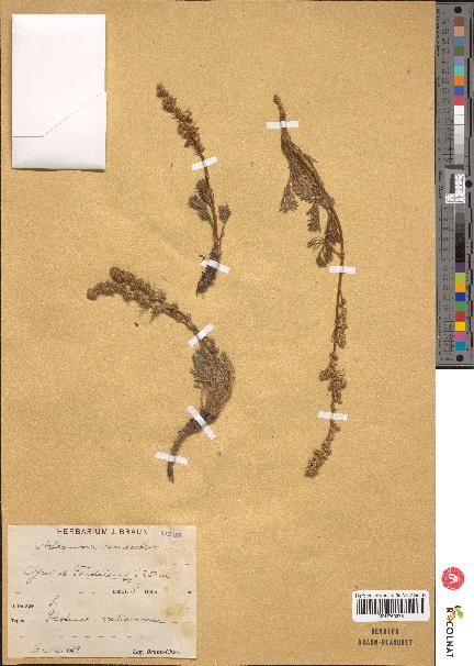 spécimen de Artemisia campestris