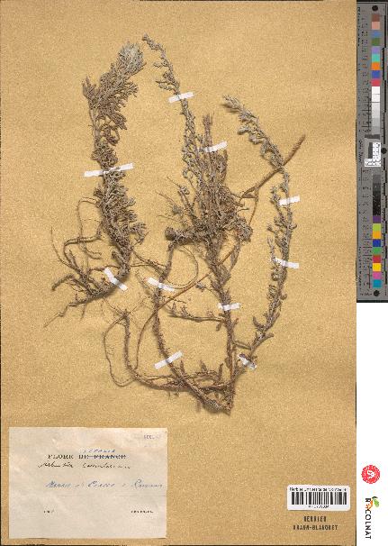 spécimen de Artemisia coerulescens