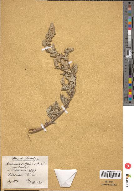 spécimen de Artemisia vulgaris