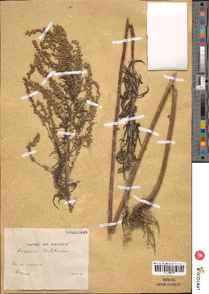 spécimen de Artemisia verlotiorum