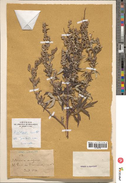 spécimen de Artemisia vulgaris