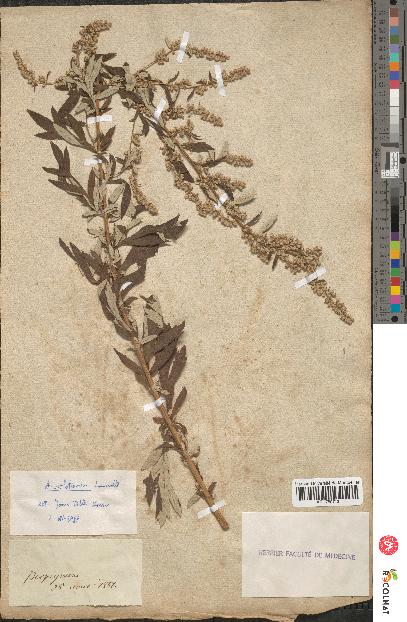 spécimen de Artemisia vulgaris