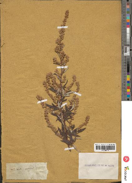 spécimen de Artemisia vulgaris