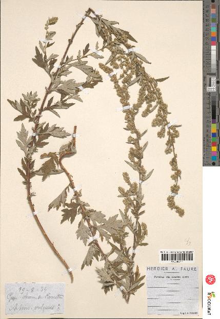 spécimen de Artemisia vulgaris