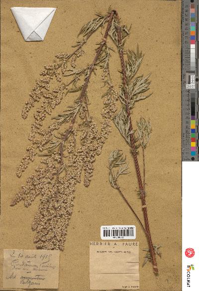 spécimen de Artemisia vulgaris