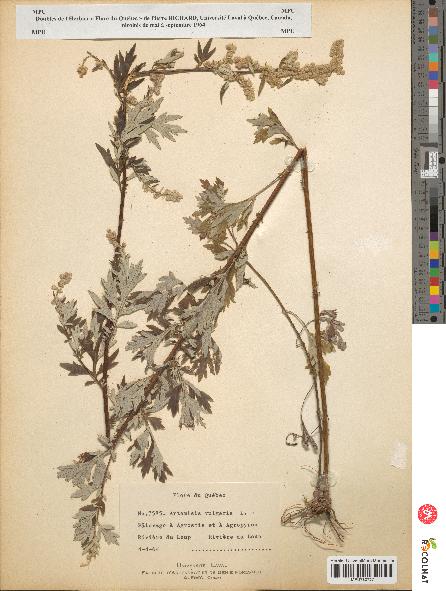 spécimen de Artemisia vulgaris