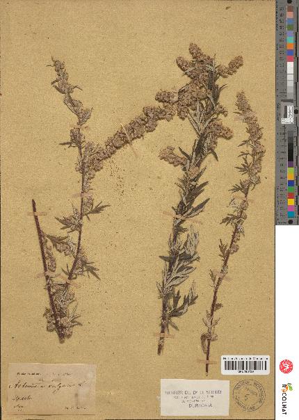 spécimen de Artemisia vulgaris