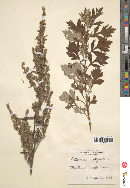 spécimen de Artemisia vulgaris