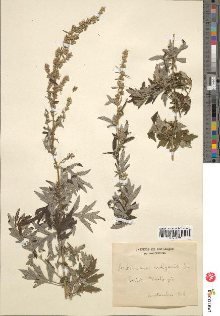 spécimen de Artemisia vulgaris