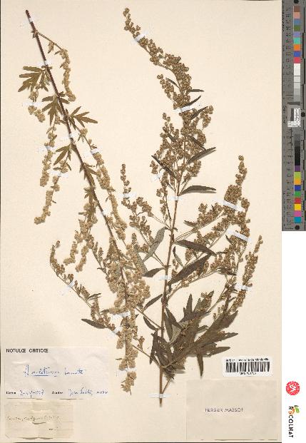 spécimen de Artemisia vulgaris