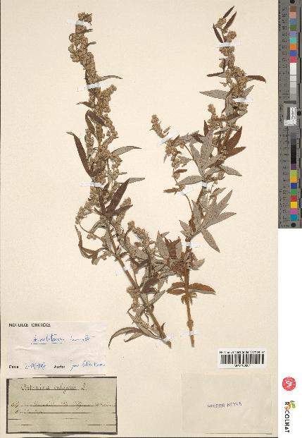 spécimen de Artemisia vulgaris