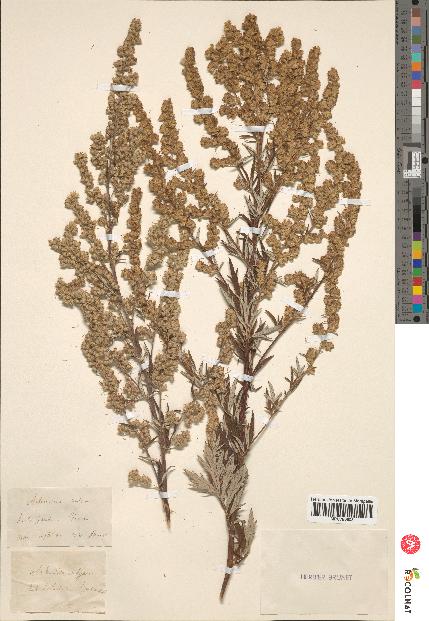 spécimen de Artemisia vulgaris