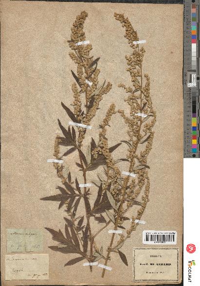 spécimen de Artemisia vulgaris