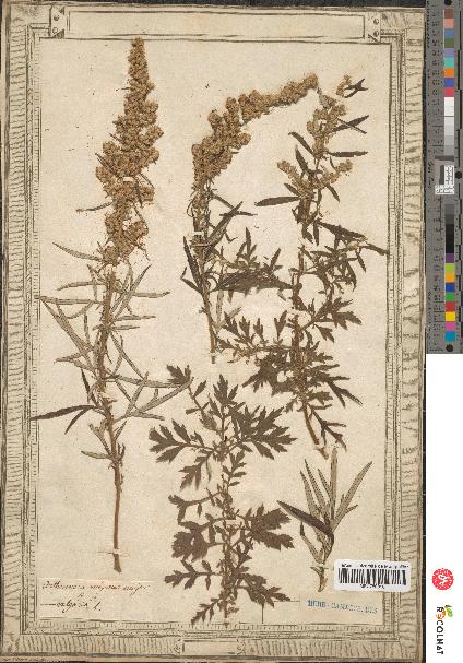 spécimen de Artemisia vulgaris