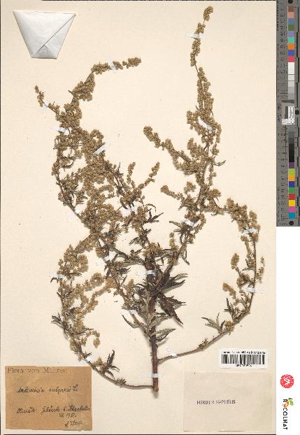 spécimen de Artemisia vulgaris