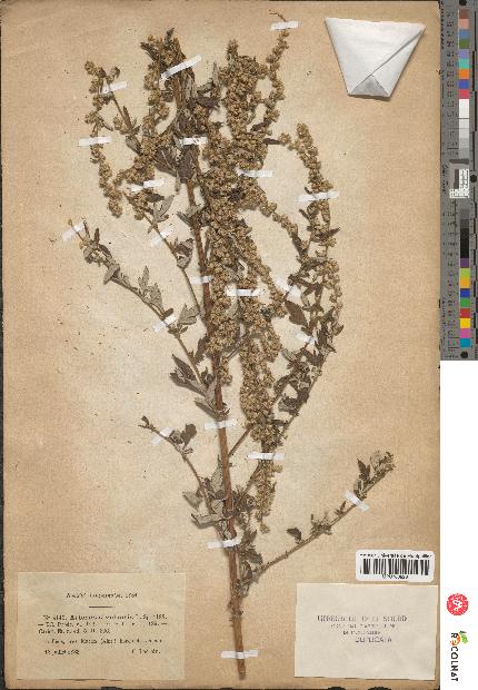 spécimen de Artemisia vulgaris