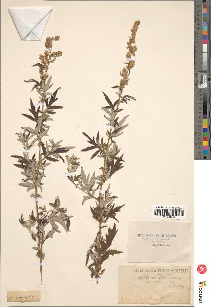 spécimen de Artemisia vulgaris