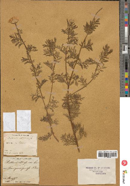 spécimen de Anthemis altissima