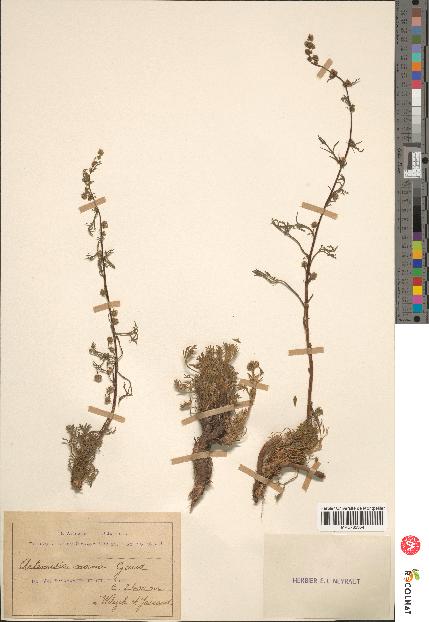 spécimen de Artemisia campestris