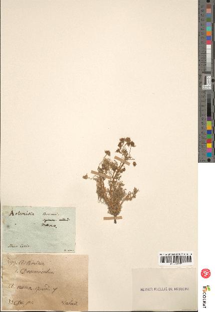 spécimen de Artemisia campestris